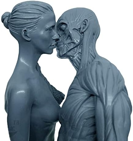 12 inç Reçine İnsan Anatomisi Kafatası Başkanı Vücut Modeli Kas Kemik Modeli Erkek ve Kadın (Gri)